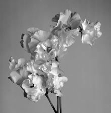 Assorted Florals - 70
