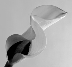 Calla Lilies - 101