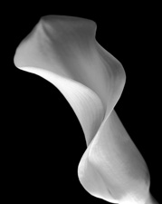 Calla Lilies - 11