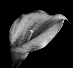 Calla Lilies - 126