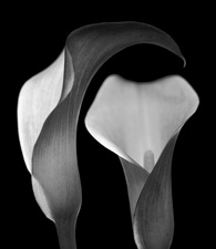 Calla Lilies - 13