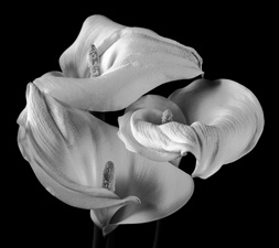 Calla Lilies - 14