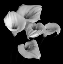 Calla Lilies - 21