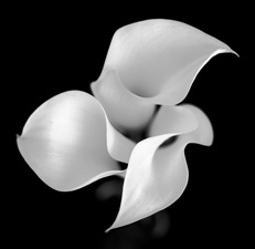 Calla Lilies - 26