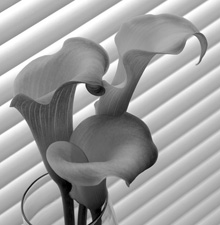 Calla Lilies - 31