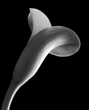 Calla Lilies - 33