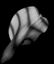 Calla Lilies - 35