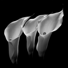 Calla Lilies - 38