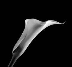 Calla Lilies - 41