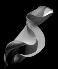 Calla Lilies - 44