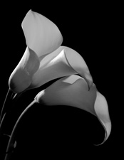 Calla Lilies - 47