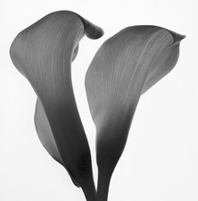 Calla Lilies - 49