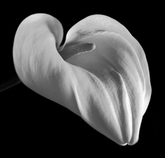 Calla Lilies - 5