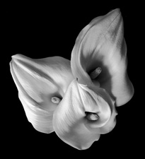 Calla Lilies - 52