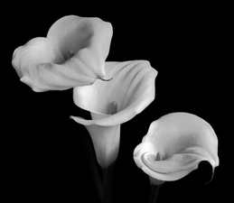 Calla Lilies - 56