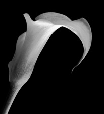 Calla Lilies - 62