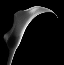 Calla Lilies - 64