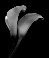 Calla Lilies - 65