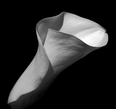 Calla Lilies - 7