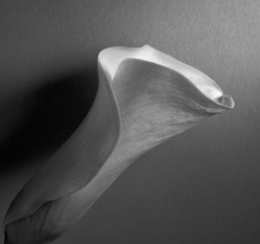 Calla Lilies - 75