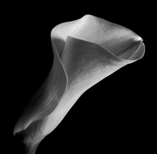 Calla Lilies - 80