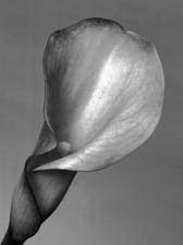 Calla Lilies - 85