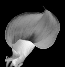 Calla Lilies - 88