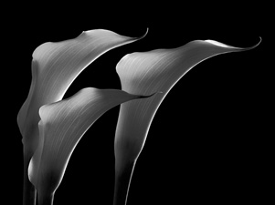 Calla Lilies - 9