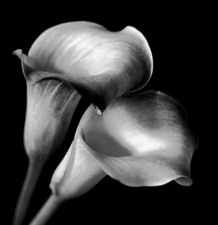 Calla Lilies - 92