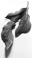 Leaves - 621