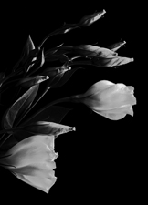 Lisianthus - 97