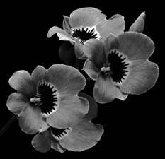 Orchids - 143