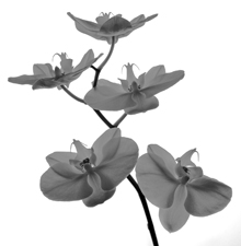 Orchids - 6