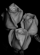 Roses - 29