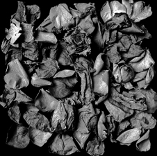Roses - 614