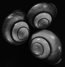 Shells - 182