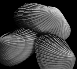 Shells - 183