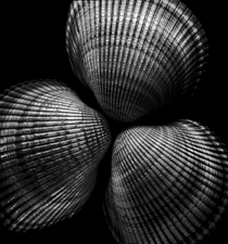 Shells - 194