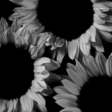 Sunflowers - 37