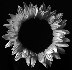 Sunflowers - 82