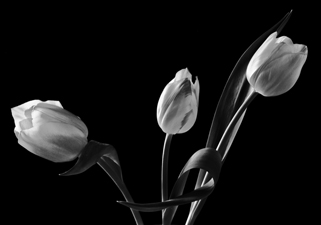 Tulips - 110