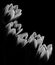 Tulips - 28