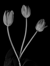 Tulips - 94